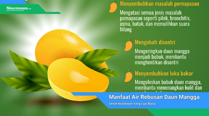 Air Rebusan Daun Mangga