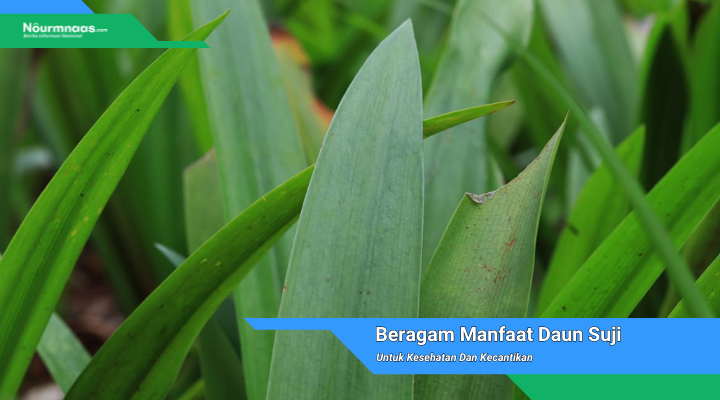 Beragam Manfaat Daun Suji