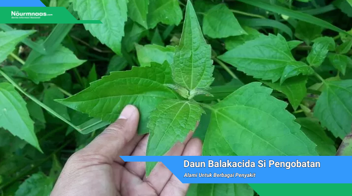 Daun Balakacida