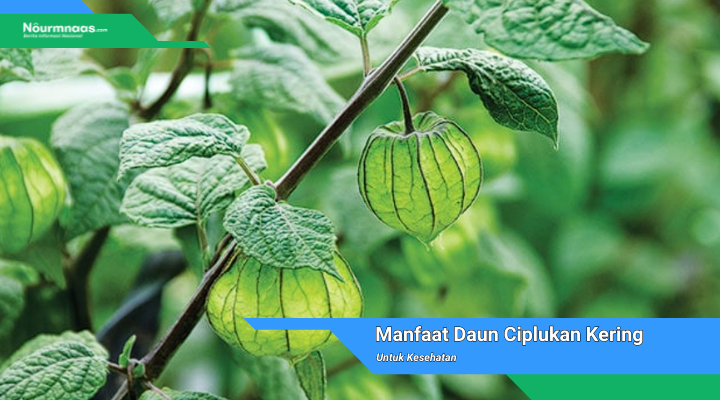 Daun Ciplukan Kering