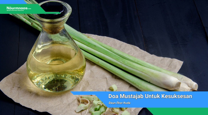 Daun Ekor Kuda