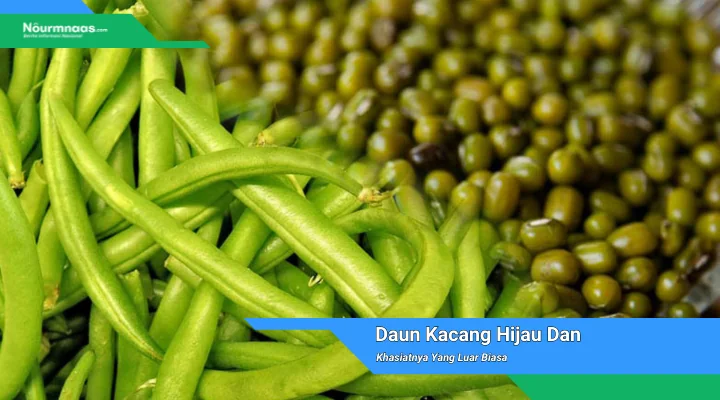 Daun Kacang Hijau