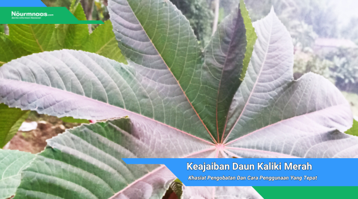 Daun Kaliki Merah