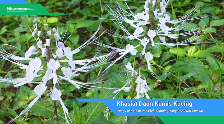 Daun Kumis Kucing