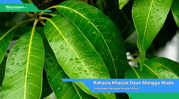 Daun Mangga Muda