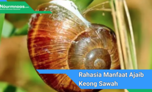 Rahasia Manfaat Ajaib Keong Sawah: Tingkatkan Kesehatan Anda Dengan Konsumsi Rutin