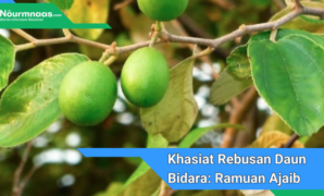 Khasiat Rebusan Daun Bidara: Ramuan Ajaib Untuk Kesehatan Dan Kecantikan Khasiat Rebusan Daun Bidara: Ramuan Ajaib Untuk Kesehatan Dan Kecantikan