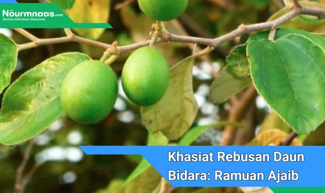 Khasiat Rebusan Daun Bidara: Ramuan Ajaib Untuk Kesehatan Dan Kecantikan Khasiat Rebusan Daun Bidara: Ramuan Ajaib Untuk Kesehatan Dan Kecantikan