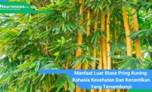 Manfaat Luar Biasa Pring Kuning: Rahasia Kesehatan Dan Kecantikan Yang Tersembunyi