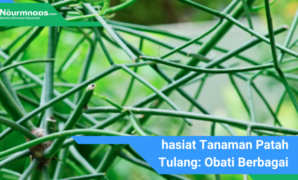 Khasiat Tanaman Patah Tulang: Obati Berbagai Penyakit Dan Perkuat Tulang Khasiat Tanaman Patah Tulang: Obati Berbagai Penyakit Dan Perkuat Tulang