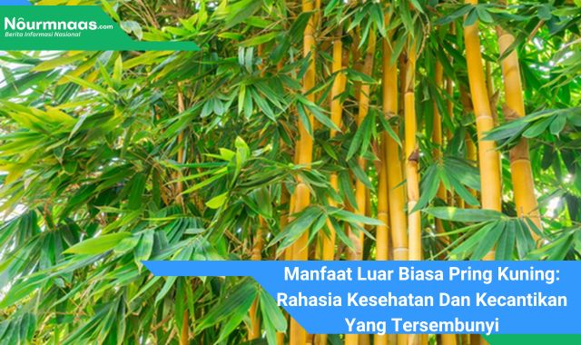 Manfaat Luar Biasa Pring Kuning: Rahasia Kesehatan Dan Kecantikan Yang Tersembunyi