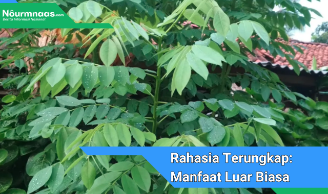 Rahasia Terungkap: Manfaat Luar Biasa Pohon Kaliki Untuk Kesehatan Dan Lingkungan