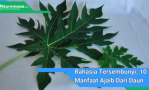 Rahasia Tersembunyi: 10 Manfaat Ajaib Dari Daun Pepaya Untuk Kesehatan Yang Lebih Baik