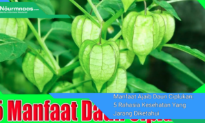 Manfaat Ajaib Daun Ciplukan: 5 Rahasia Kesehatan Yang Jarang Diketahui