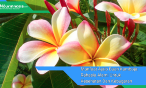 Manfaat Ajaib Buah Kamboja: Rahasia Alami Untuk Kesehatan Dan Kebugaran Manfaat Ajaib Buah Kamboja: Rahasia Alami Untuk Kesehatan Dan Kebugaran