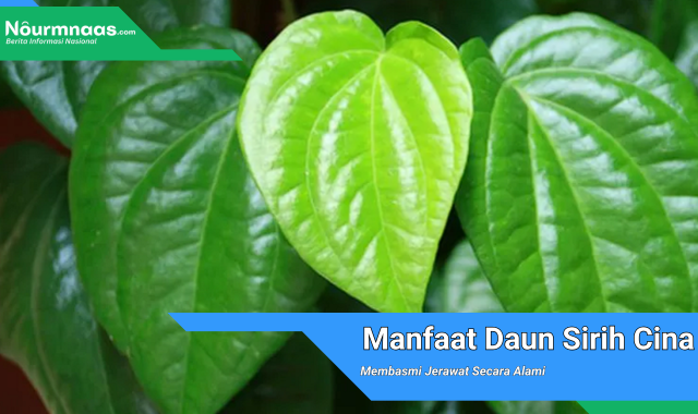 Manfaat Daun Sirih Cina