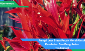 Fungsi Luar Biasa Pucuk Merah Untuk Kesehatan Dan Pengobatan Tradisional Fungsi Luar Biasa Pucuk Merah Untuk Kesehatan Dan Pengobatan Tradisional