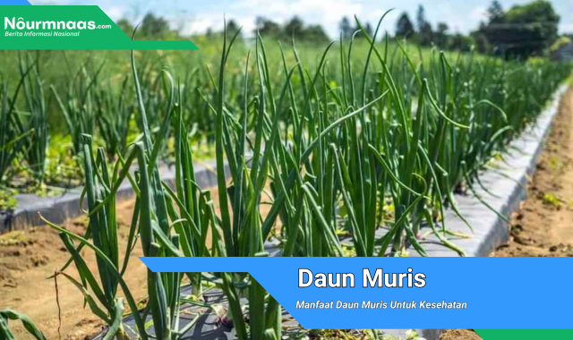 Manfaat Daun Muris Untuk Kesehatan