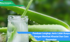 Panduan Lengkap Jenis Lidah Buaya Dengan Manfaat Khasiat Dan Cara Perawatan Panduan Lengkap Jenis Lidah Buaya Dengan Manfaat Khasiat Dan Cara Perawatan