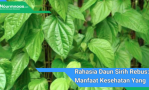 Rahasia daun sirih rebus: Manfaat kesehatan yang mengejutkan untuk segala usia. Temukan khasiat alami daun sirih untuk tubuh Anda di sini