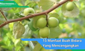 15 Manfaat Buah Bidara Yang Mencengangkan Untuk Kesehatan 15 Manfaat Buah Bidara Yang Mencengangkan Untuk Kesehatan