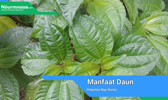 Manfaat Daun Pohpohan Bagi Wanita