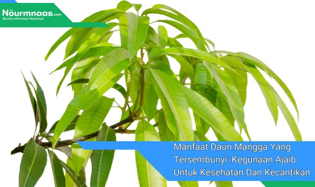 Manfaat Daun Mangga Yang Tersembunyi: Kegunaan Ajaib Untuk Kesehatan Dan Kecantikan