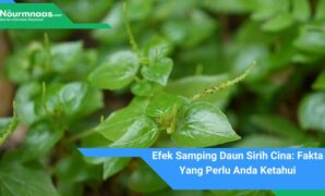 Efek Samping Daun Sirih Cina: Fakta Yang Perlu Anda Ketahui