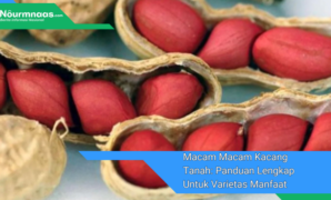 Macam-Macam Kacang Tanah: Panduan Lengkap Untuk Varietas, Manfaat, Dan Resep