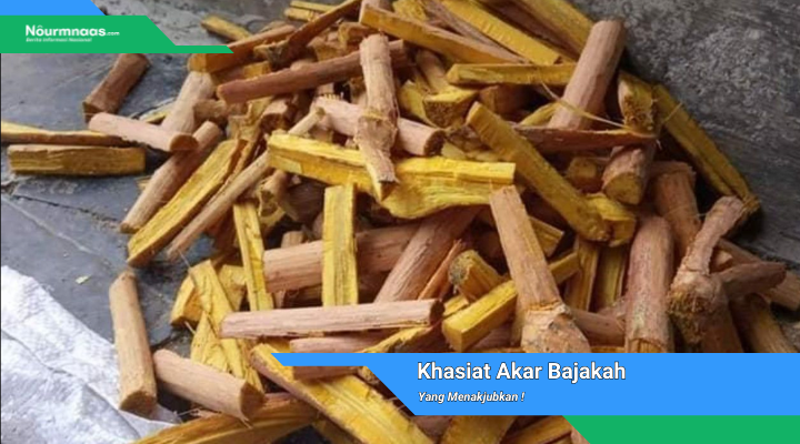Khasiat Akar Bajakah