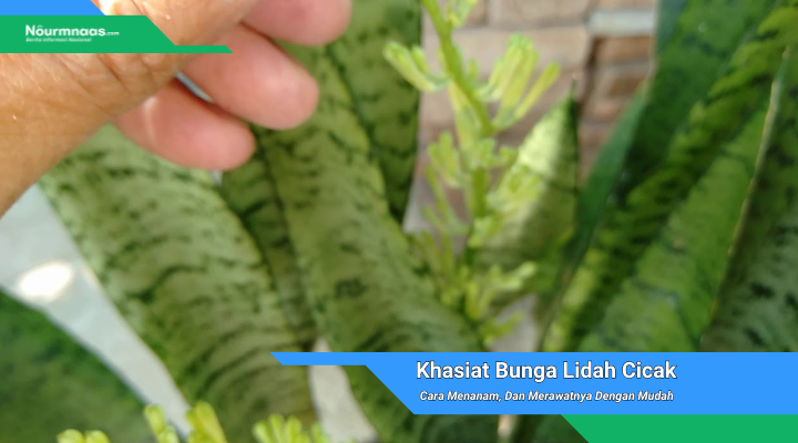 Khasiat Bunga Lidah Cicak