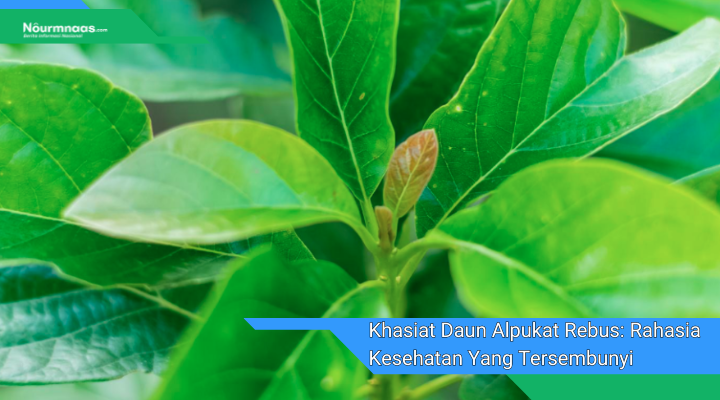 Khasiat Daun Alpukat Rebus Rahasia Kesehatan Yang Tersembunyi Dalam Alam