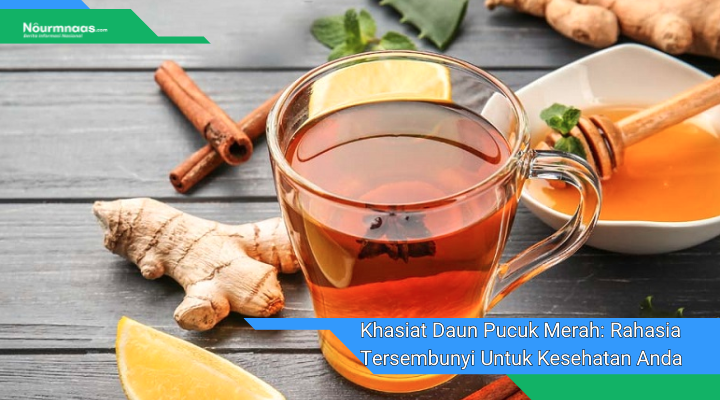Khasiat Daun Pucuk Merah Rahasia Tersembunyi Untuk Kesehatan Anda 1