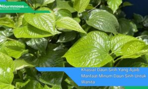 Khasiat Daun Sirih Yang Ajaib Manfaat Minum Daun Sirih Untuk Wanita Khasiat Daun Sirih Yang Ajaib: Manfaat Minum Daun Sirih Untuk Wanita