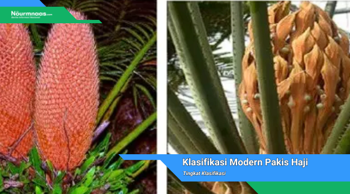 Klasifikasi Modern Pakis Haji