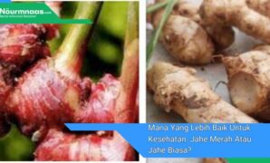 Mana Yang Lebih Baik Untuk Kesehatan Jahe Merah Atau Jahe Biasa Mana Yang Lebih Baik Untuk Kesehatan: Jahe Merah Atau Jahe Biasa?
