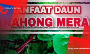 Manfaat Ajaib Binahong Merah Ramuan Herbal Alami untuk Menjaga Kesehatan Anda Manfaat Ajaib Binahong Merah: Ramuan Herbal Alami untuk Menjaga Kesehatan Anda
