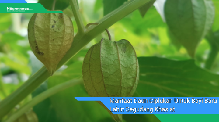 Manfaat Daun Ciplukan Untuk Bayi Baru Lahir Segudang Khasiat Untuk Kesehatan Dan Perkembangan Optimal