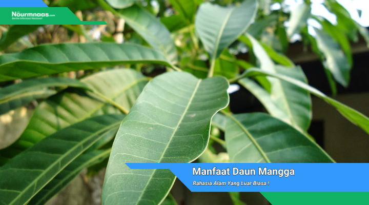 Manfaat Daun Mangga