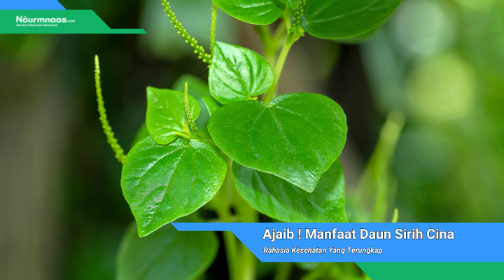 Manfaat Daun Sirih Cina