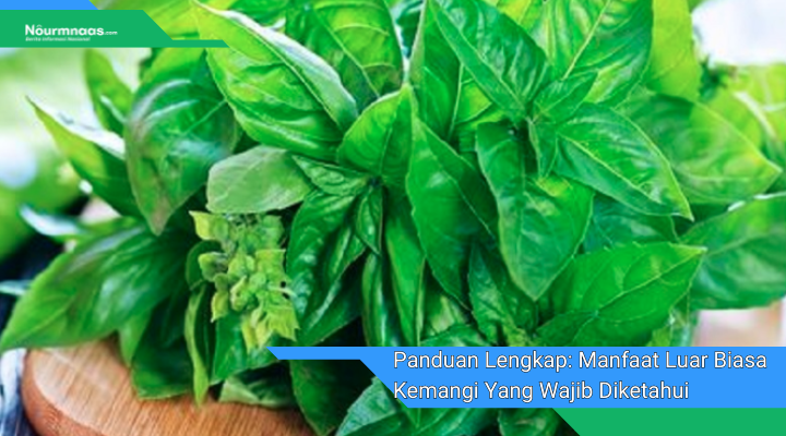 Panduan Lengkap Manfaat Luar Biasa Kemangi Yang Wajib Diketahui