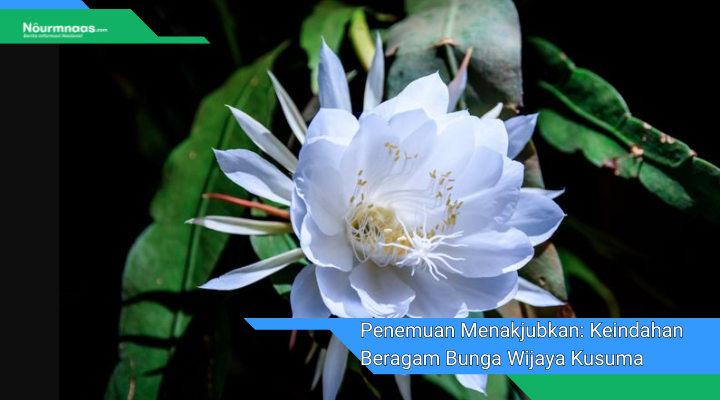 Penemuan Menakjubkan Keindahan Beragam Bunga Wijaya Kusuma Yang Jarang Diketahui