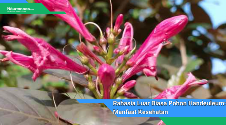 Rahasia Luar Biasa Pohon Handeuleum Manfaat Kesehatan Yang Mengagumkan