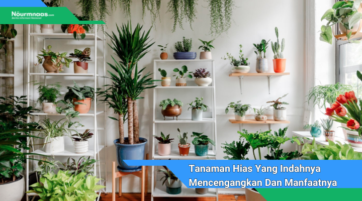 Tanaman Hias Yang Indahnya Mencengangkan Dan Manfaatnya Yang Menakjubkan