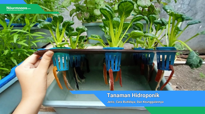 Tanaman Hidroponik