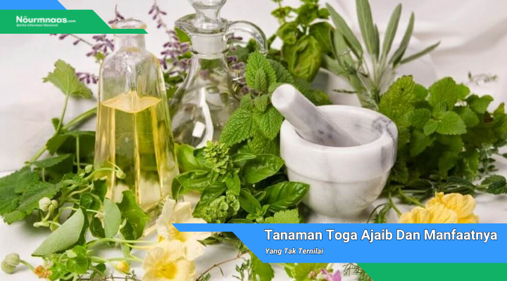 Tanaman Toga